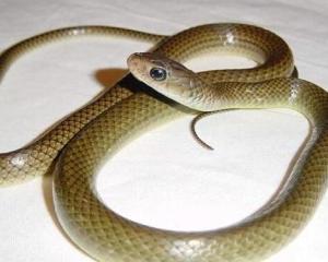 灰色蛇没有花纹是什么蛇,有毒吗