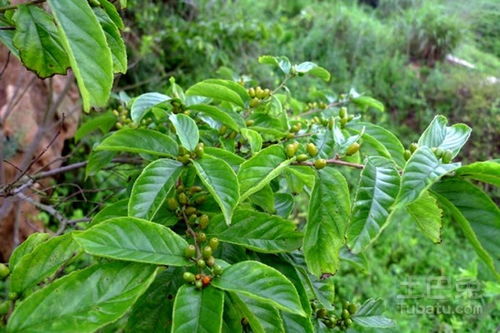 野葛根的作用與功效,野葛花泡茶有什麼功效_競價網