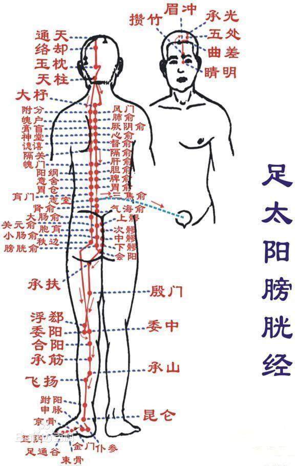 每天一个中医小知识 足太阳膀胱经